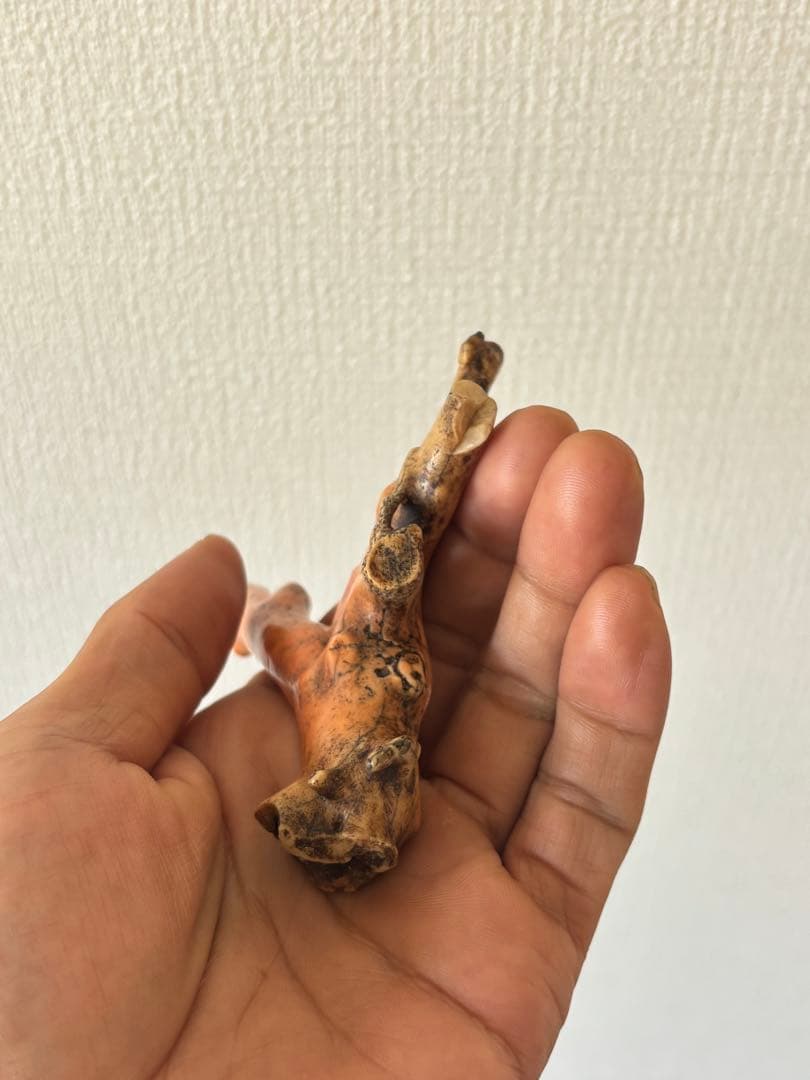 ピンク珊瑚 原木