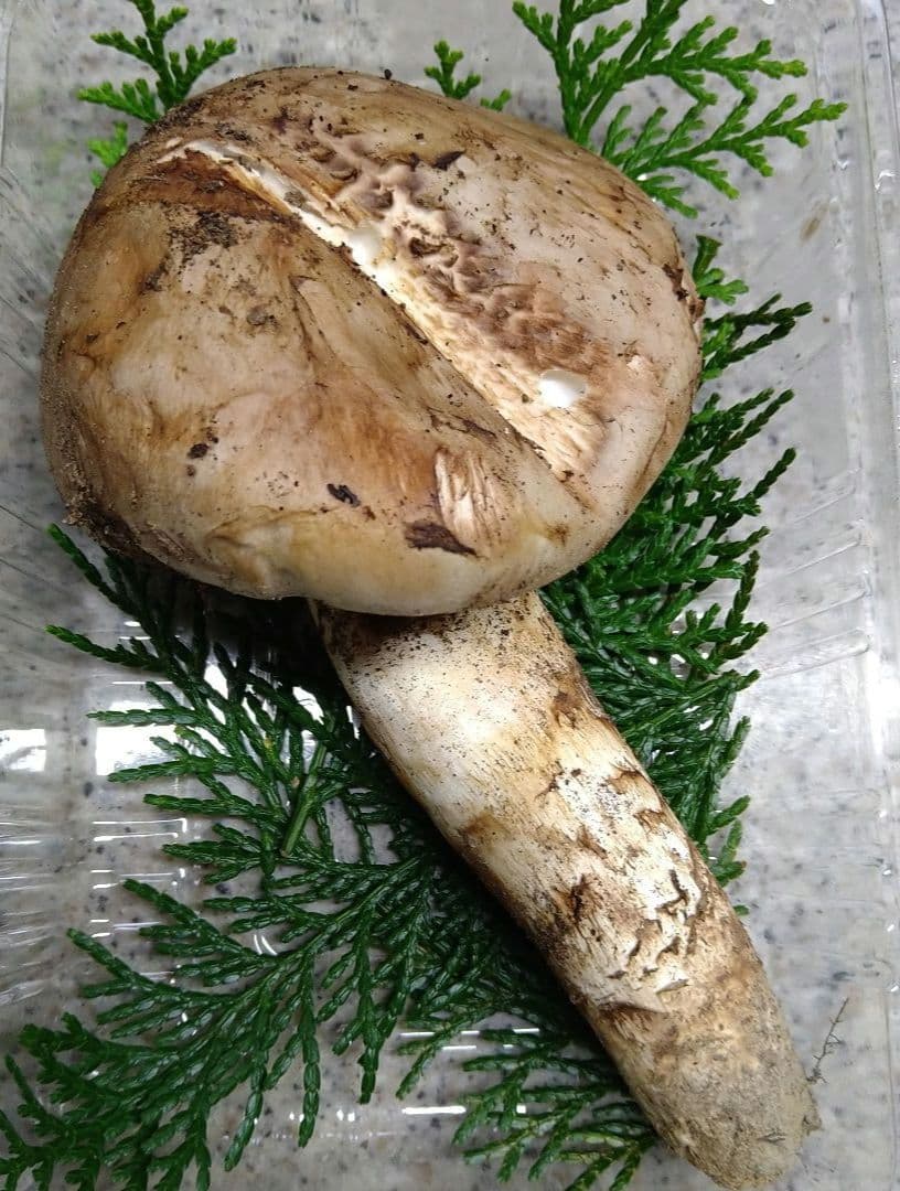 63.南信州産松茸約159g約18cm