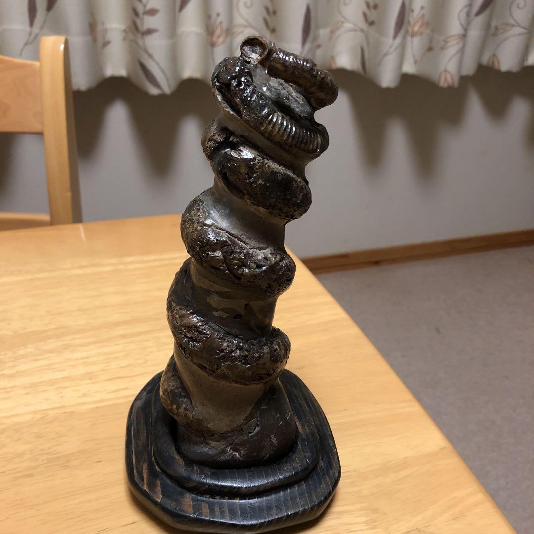 化石　　異常巻き