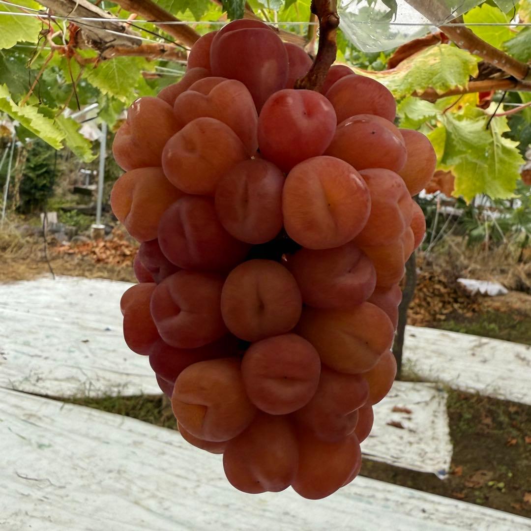 17日発送！今シーズン最終日【山梨県産】マイハート7房〜10房 5kg