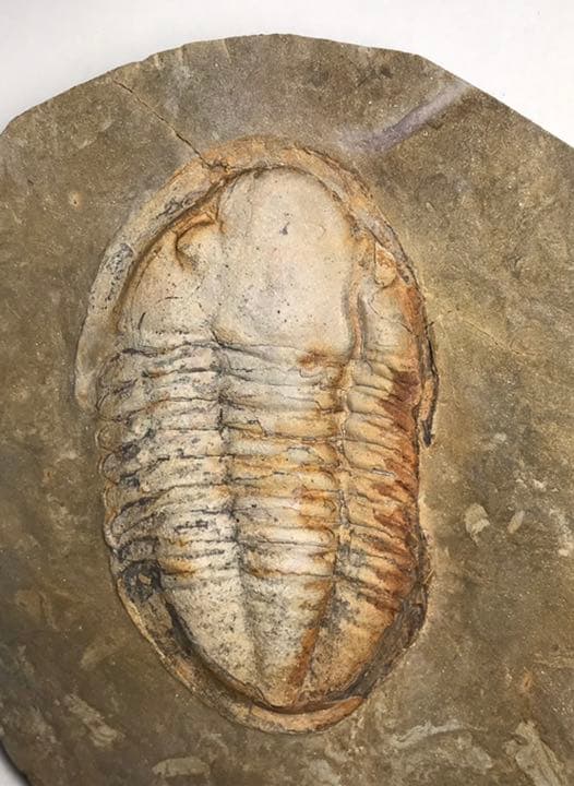 三葉虫　化石　アサフス　触覚❣️