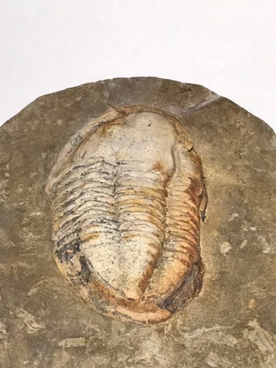 三葉虫　化石　アサフス　触覚❣️