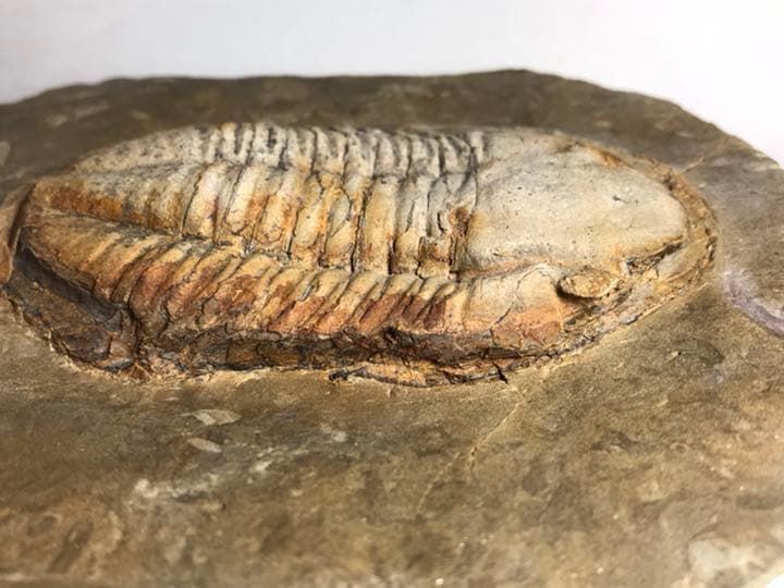 三葉虫　化石　アサフス　触覚❣️