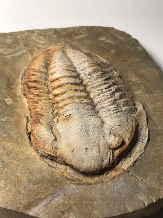 三葉虫　化石　アサフス　触覚❣️