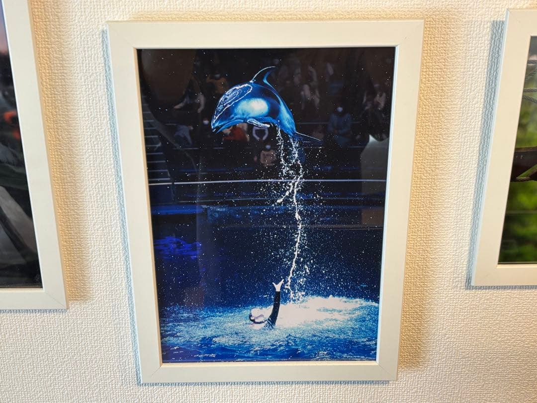インテリア写真 イルカショー