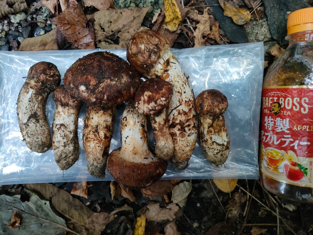 南信州産 本日採松茸260g