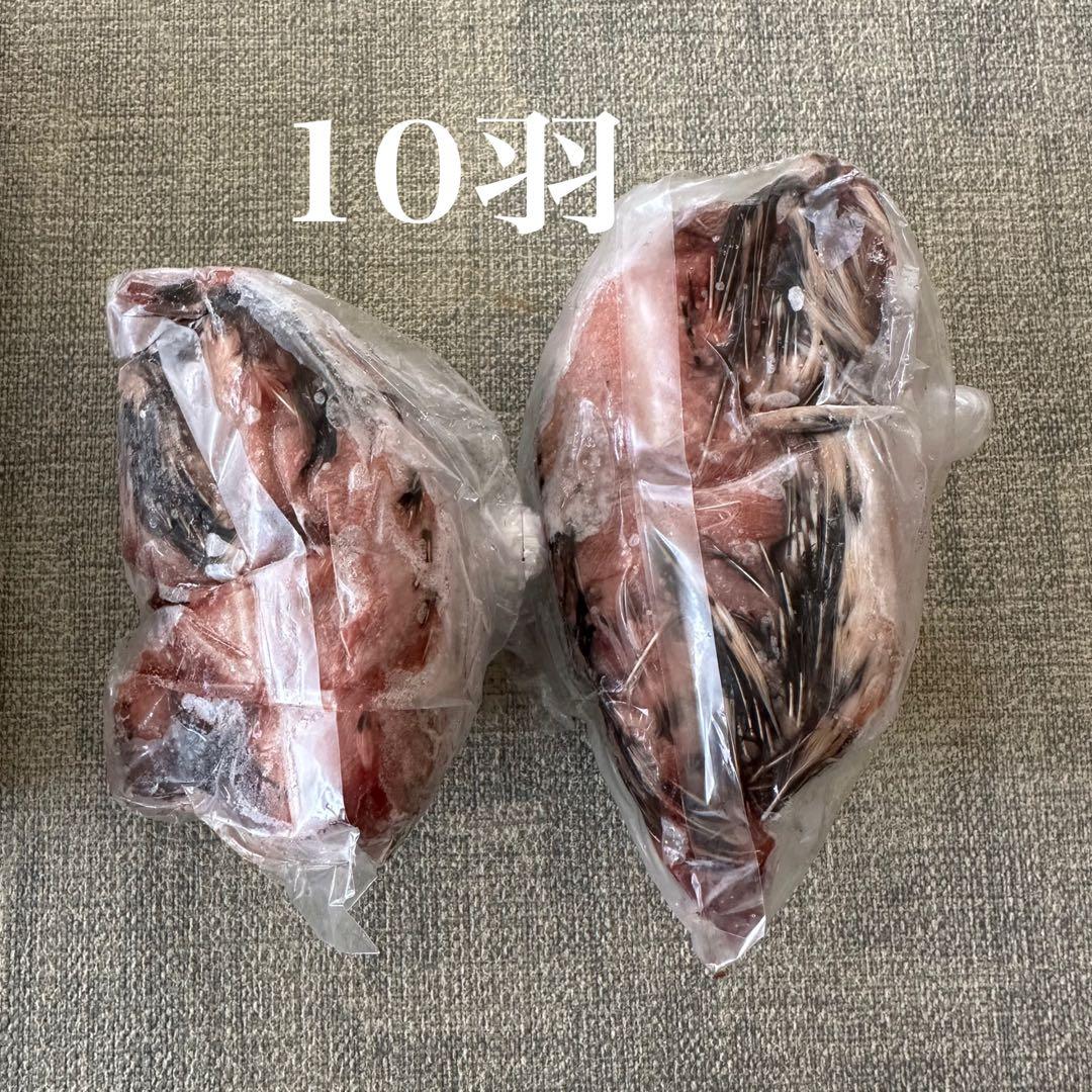 冷凍ウズラ 63羽　処理済み 　猛禽類、爬虫類のエサ