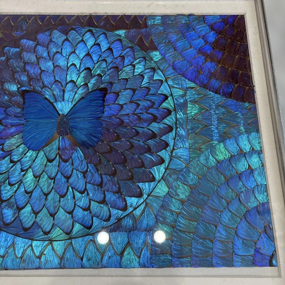 モルフォ蝶　額縁