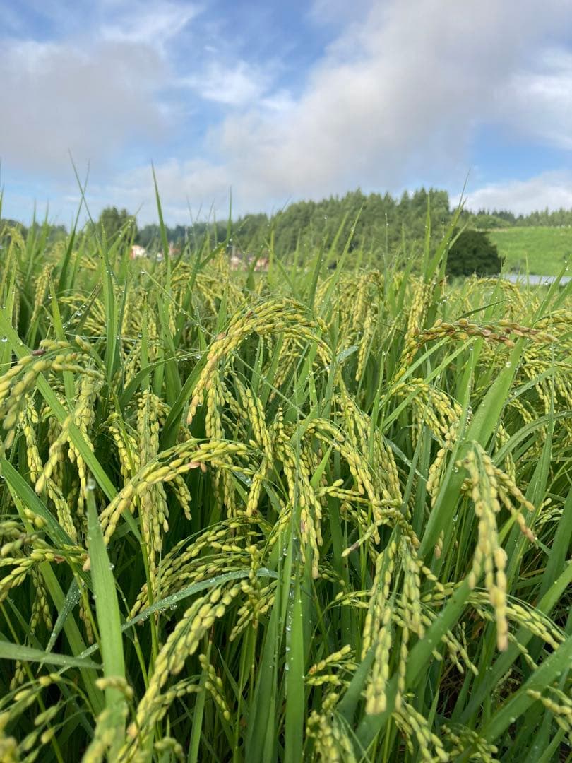令和7年産魚沼コシヒカリ　精米10kg