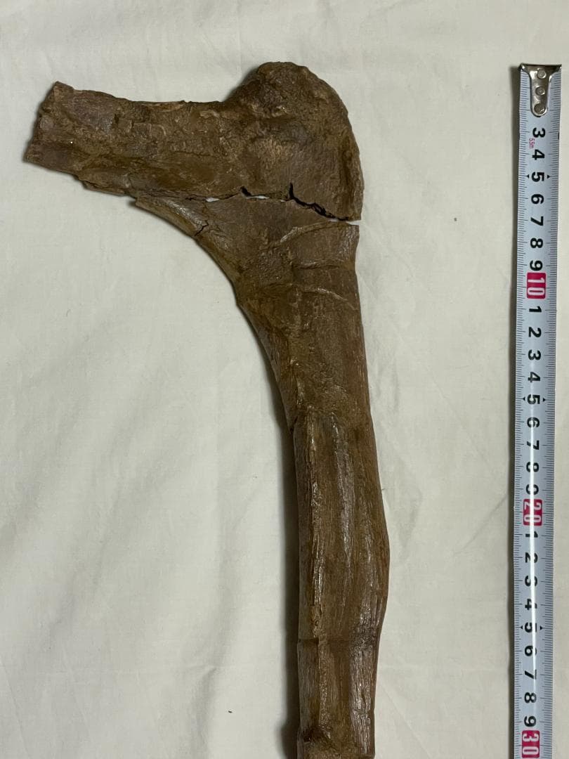 化石　恐竜ハドロサウルス科の肋骨　実物　産地・種類不明　64㎝