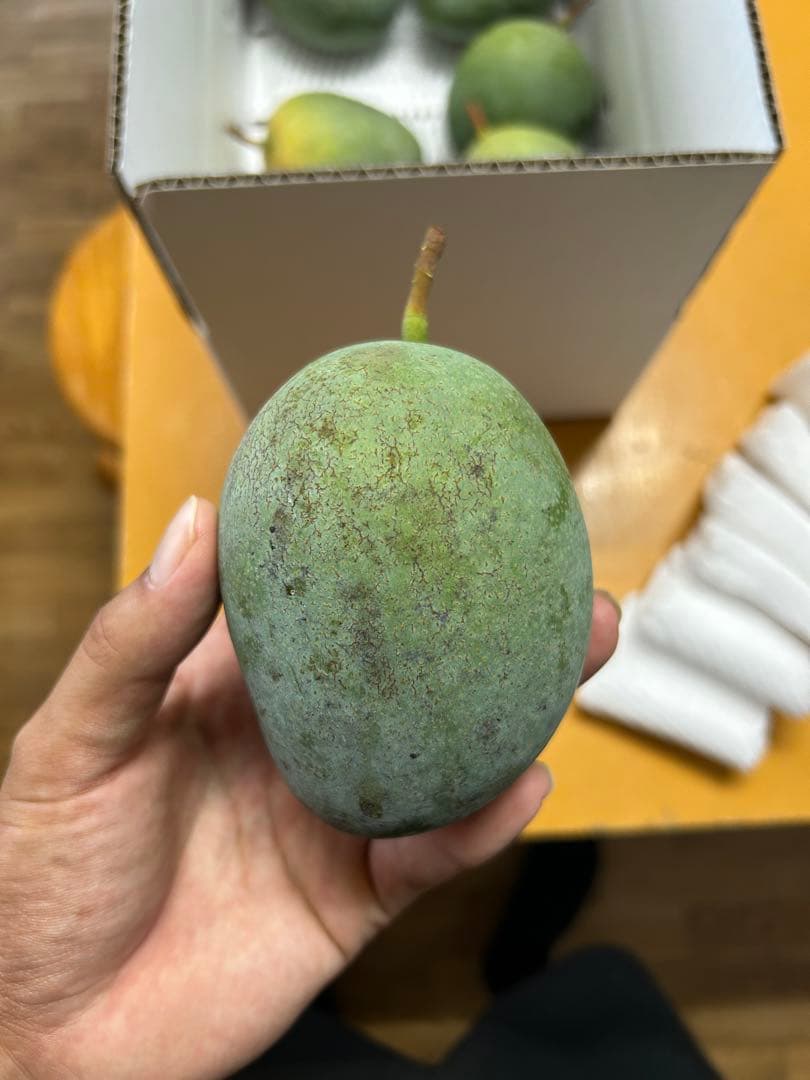 <ご家庭用/訳あり>ミニキーツマンゴー4kg ★沖縄県産★F