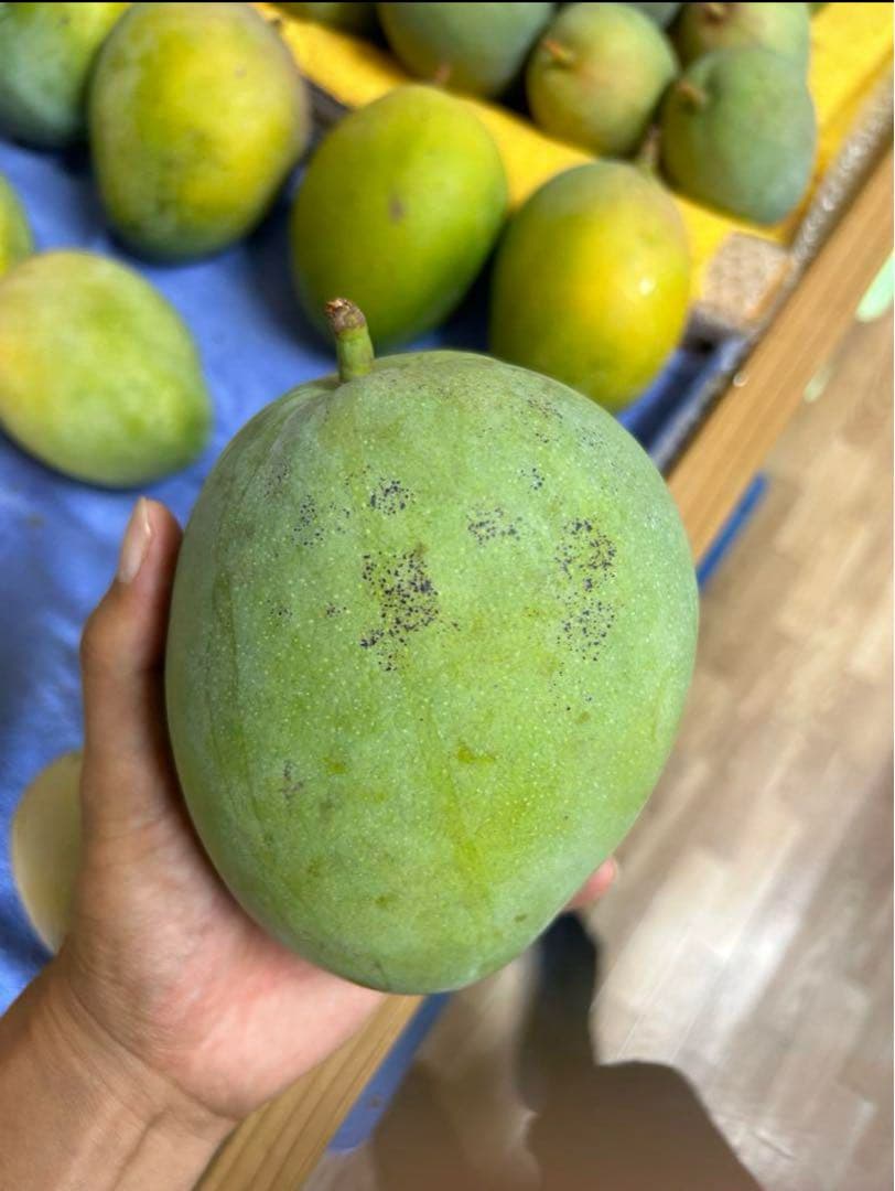 <ご家庭用/訳あり>ミニキーツマンゴー4kg ★沖縄県産★F