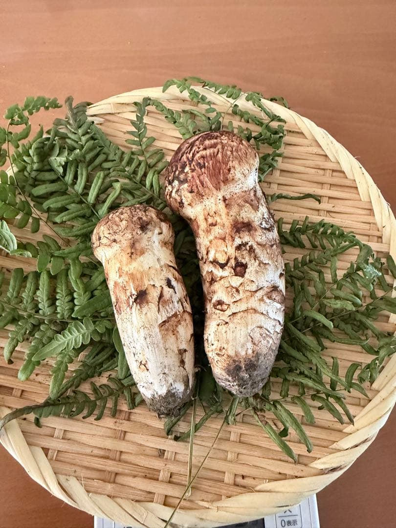 岩手県産　宮古産　松茸　10/15朝採れ　特上　179g 10/17まで出品