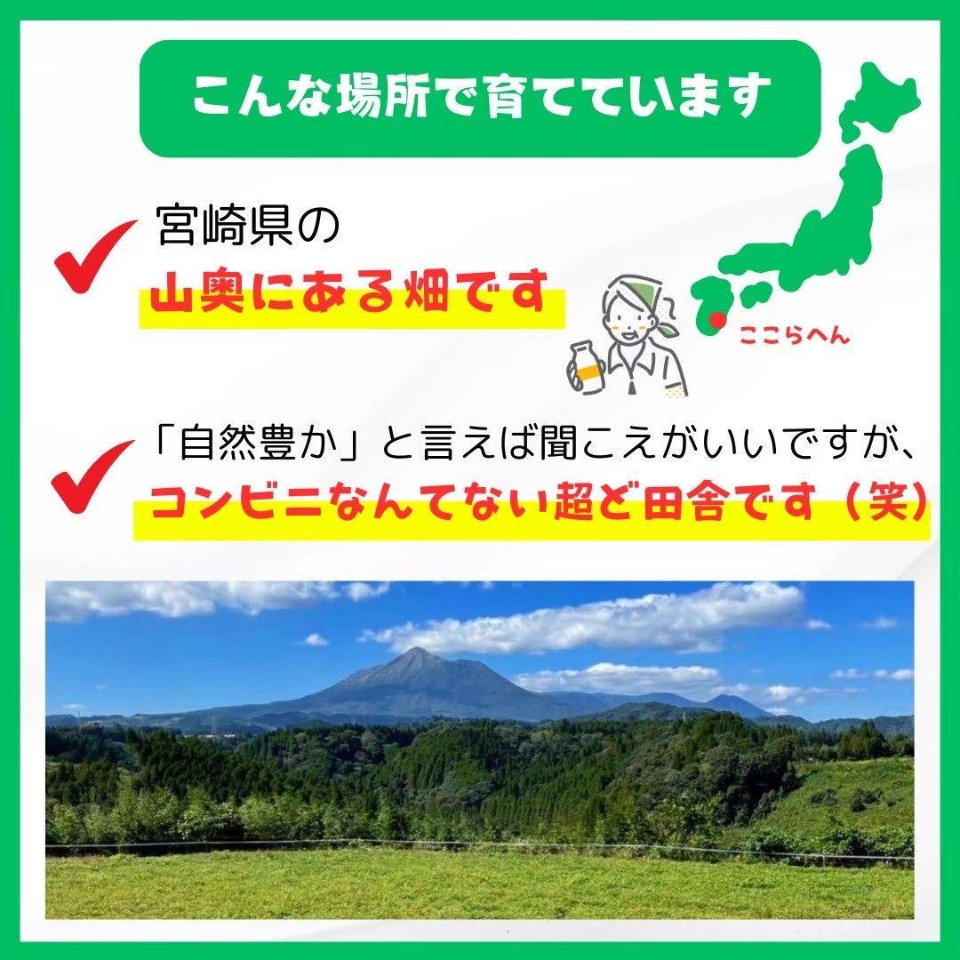 さつまいも『安納芋』