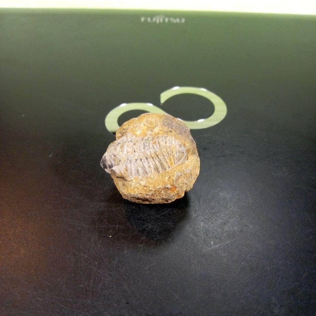 三葉虫　化石　fossil　ボリビア産　trilobite　三葉虫判別⑨
