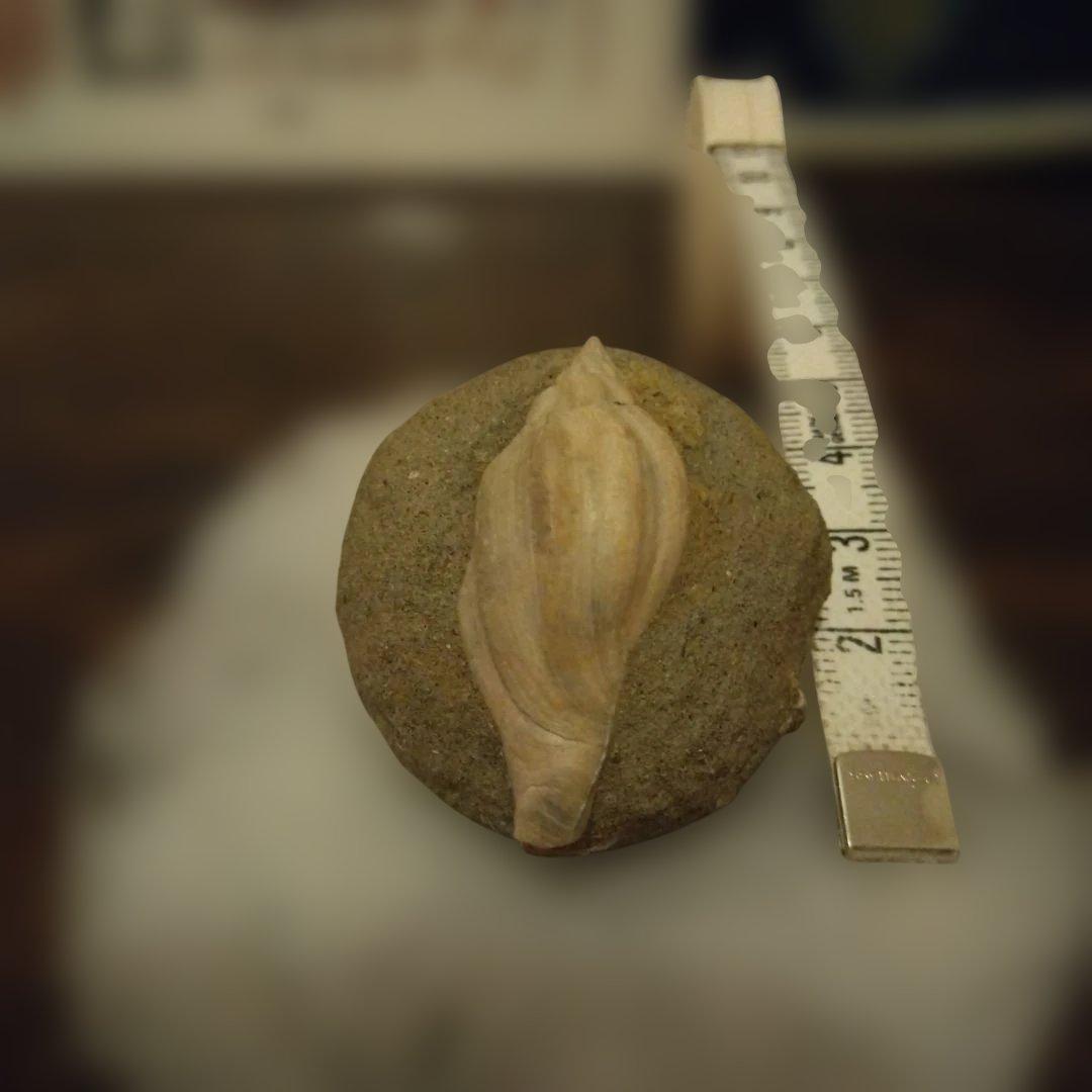 美術 デッサン用 極美品 Fulgoraria化石 500万年前 高知産