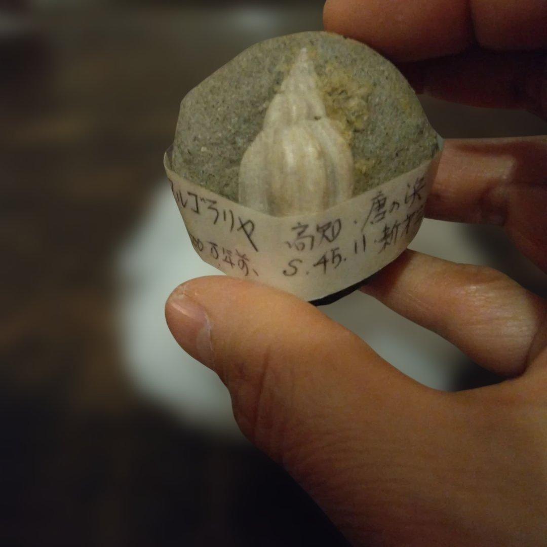 美術 デッサン用 極美品 Fulgoraria化石 500万年前 高知産