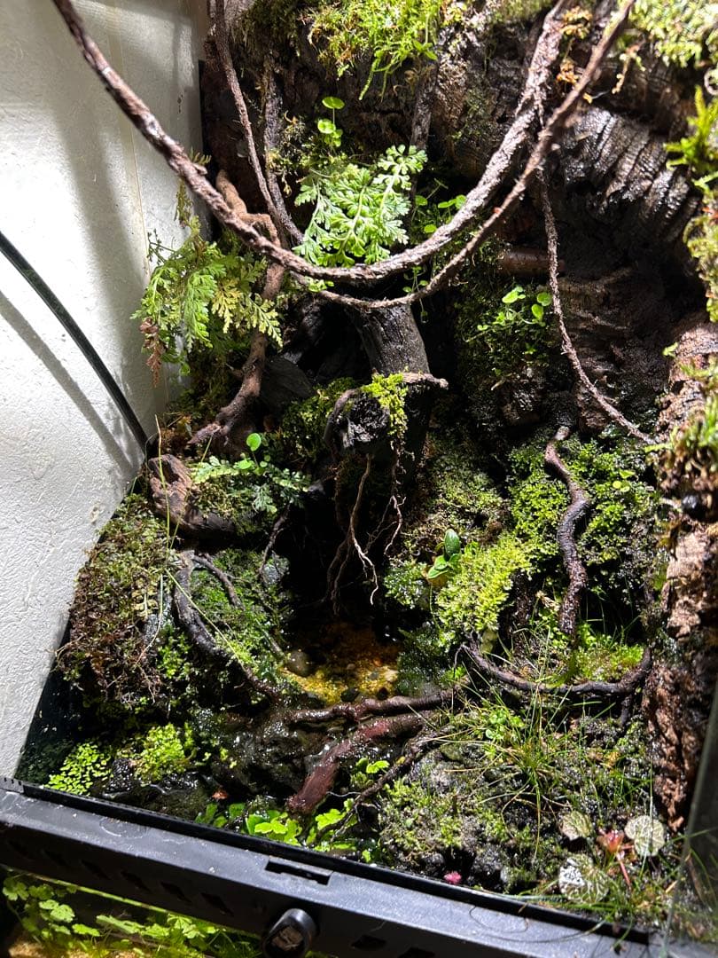 グラステラリウム3045 レイアウト品