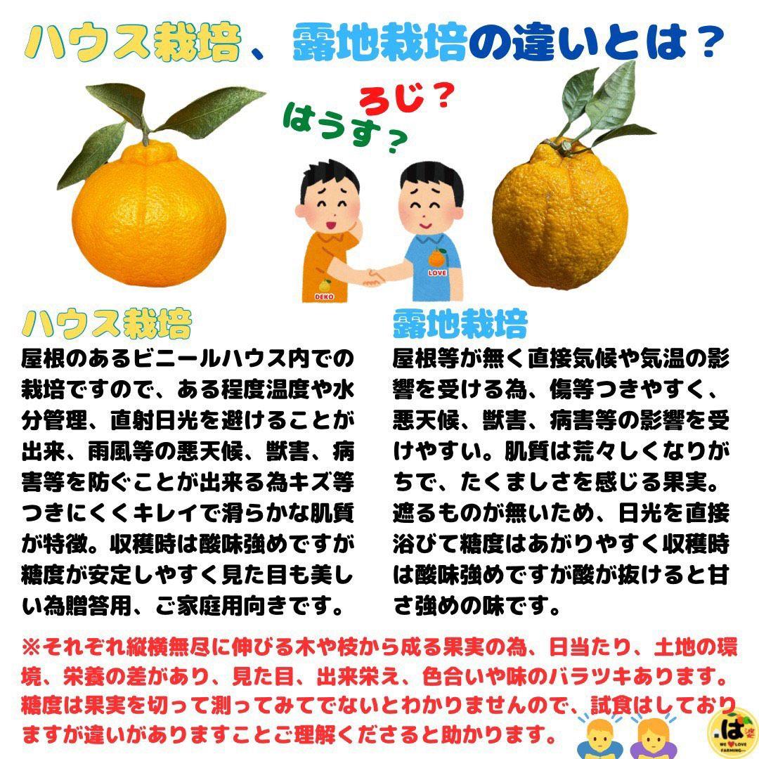 ※確認用　大玉MIX箱込み4.5kg以上【ハウス栽培　不知火　デコポン　肥の豊】