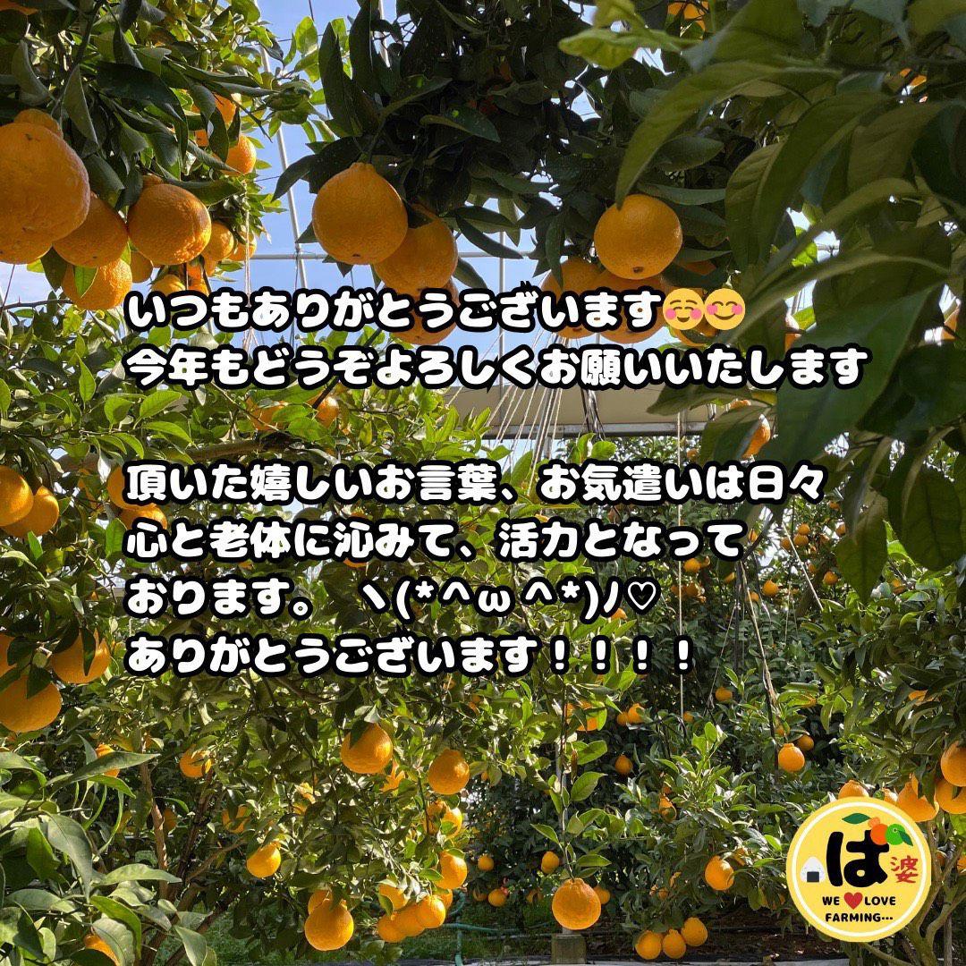 ※確認用　大玉MIX箱込み4.5kg以上【ハウス栽培　不知火　デコポン　肥の豊】