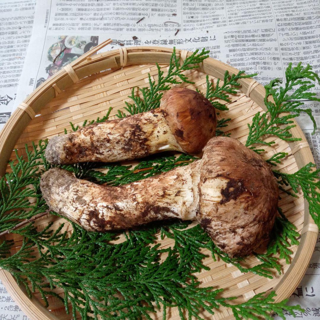 長野県産　松茸　167g　①