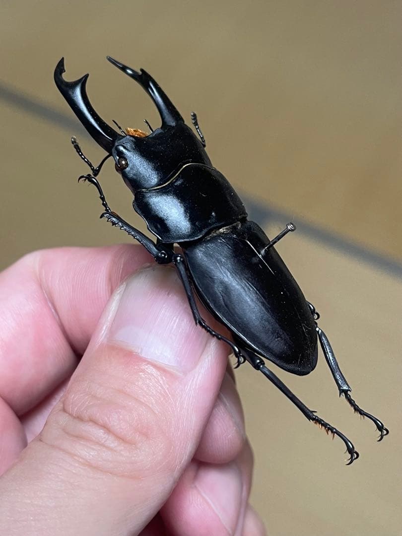 え*読様 オオコクワガタWF1 大型63㎜　超珍品