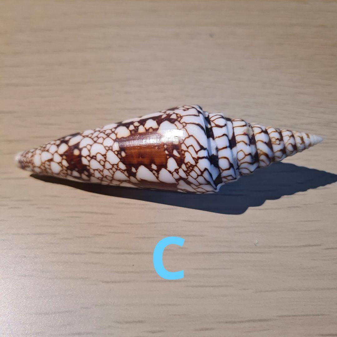 貝殻 イモガイ \"Milneedwardsii” 赤と白いストライプ