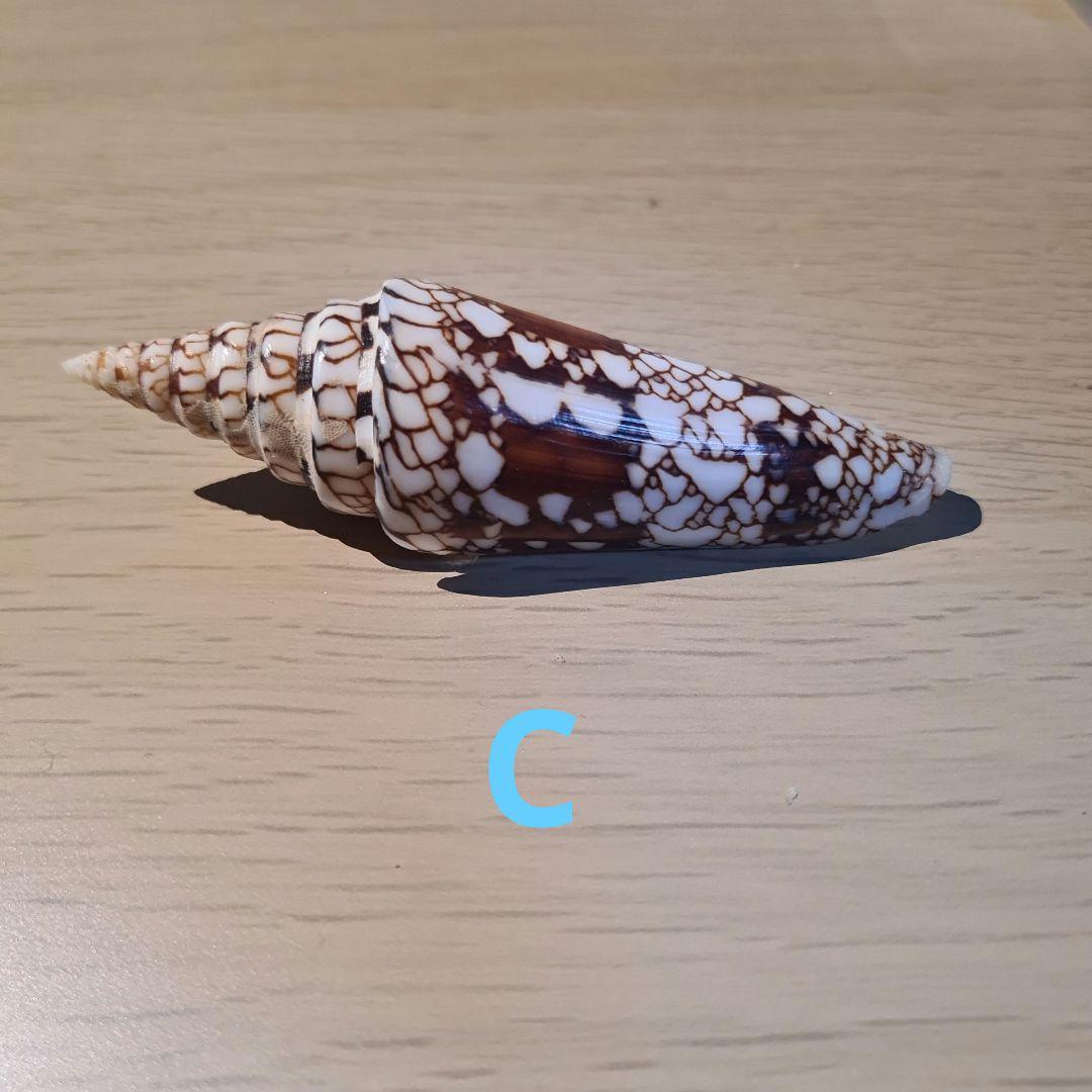 貝殻 イモガイ \"Milneedwardsii” 赤と白いストライプ