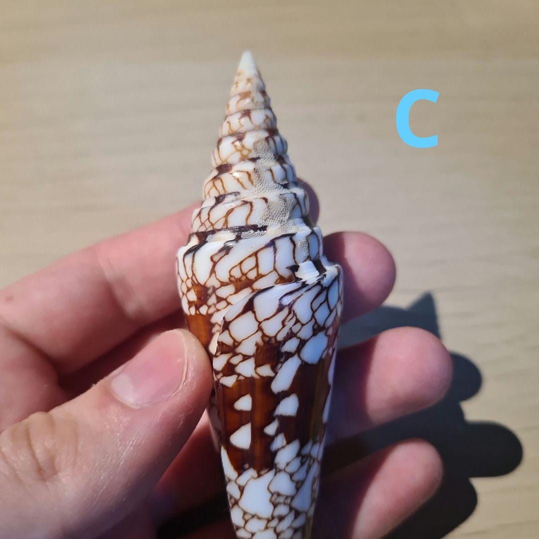 貝殻 イモガイ \"Milneedwardsii” 赤と白いストライプ