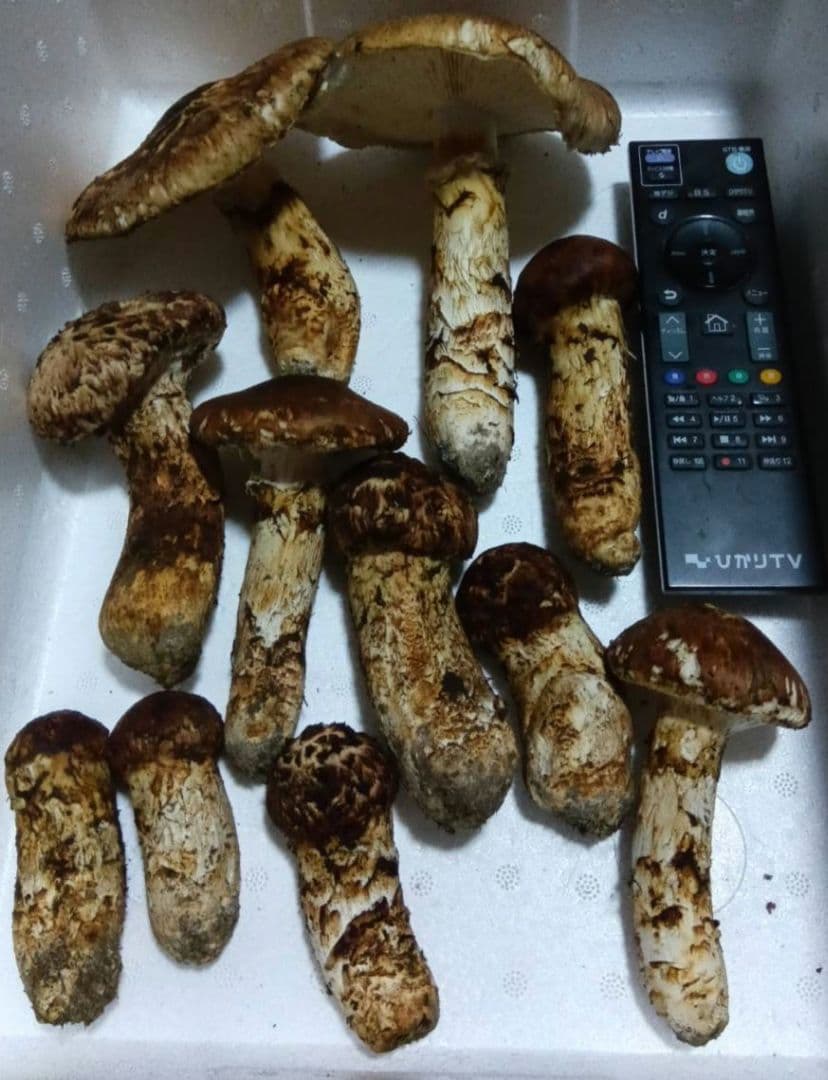 国産松茸（宮城県産） 729g　11本　10/14収穫