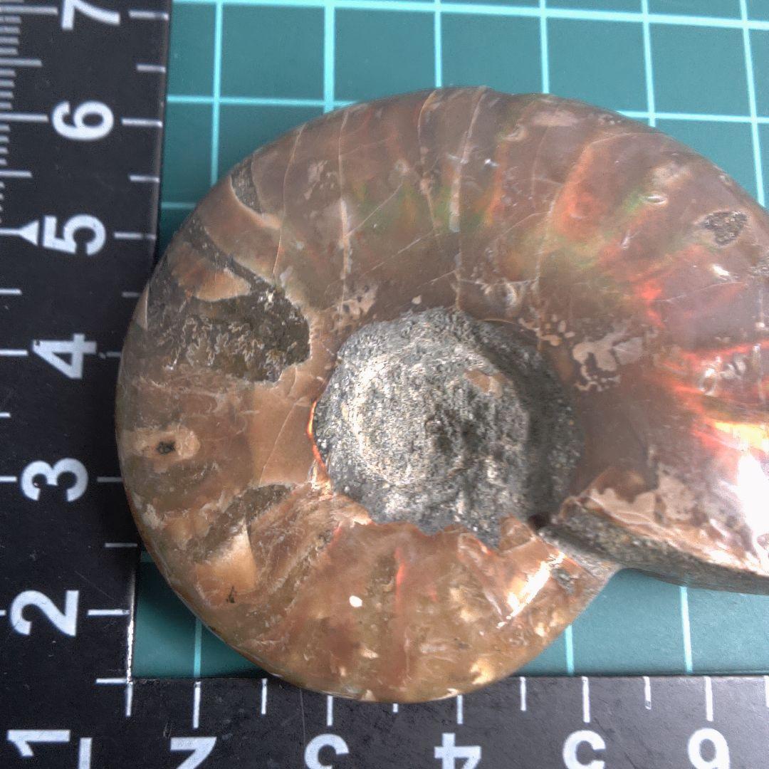 小物１ アンモナイト化石 光沢あり