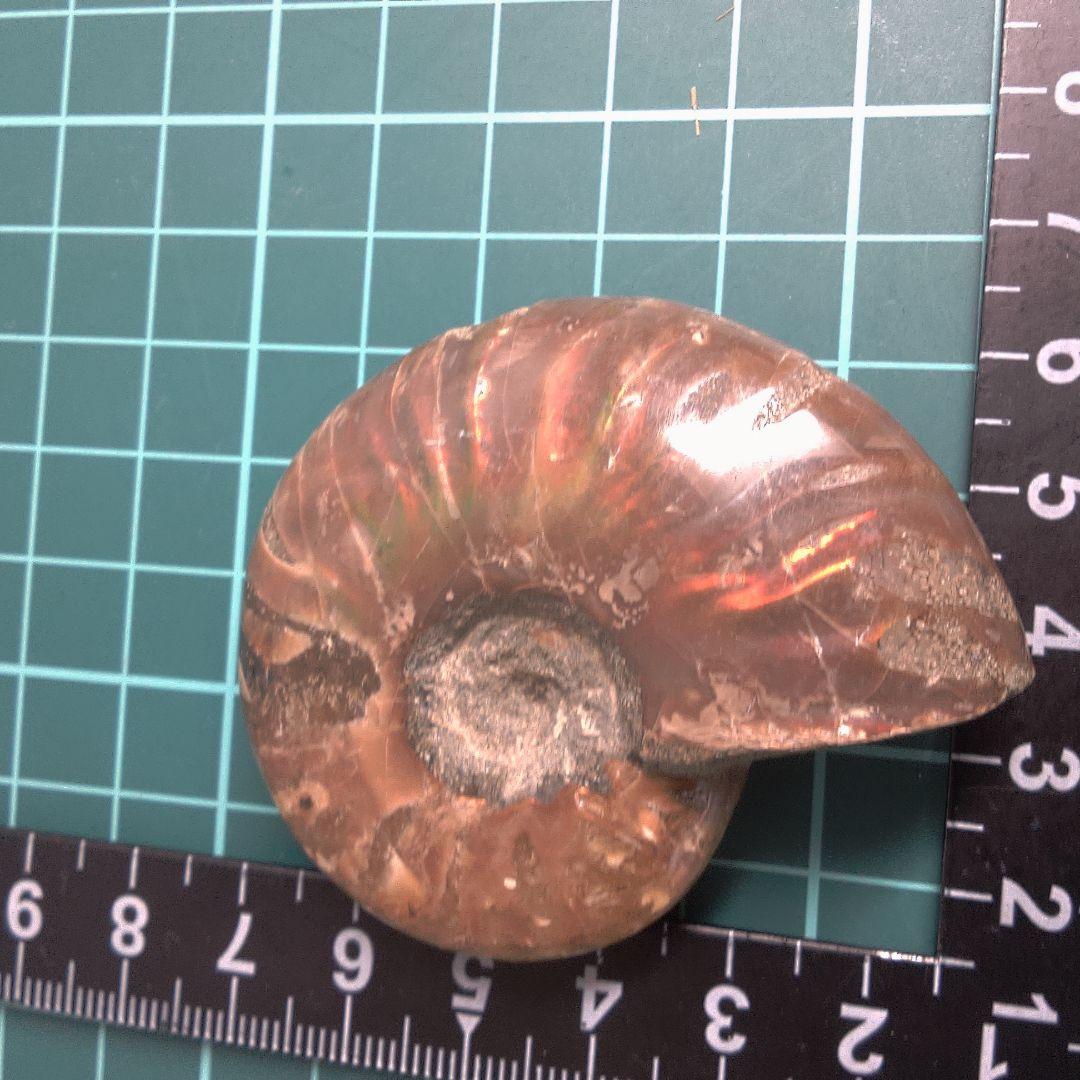 小物１ アンモナイト化石 光沢あり