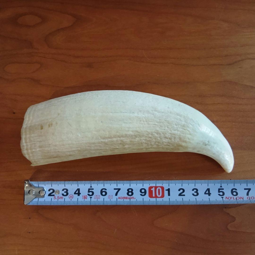 マッコウクジラ　歯　16cm　287g　印材　根付　工芸品　美品