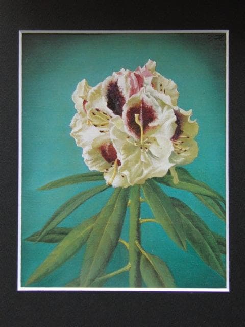 奥谷博、「石南草」、希少な額装用画集より、新品高級額装付