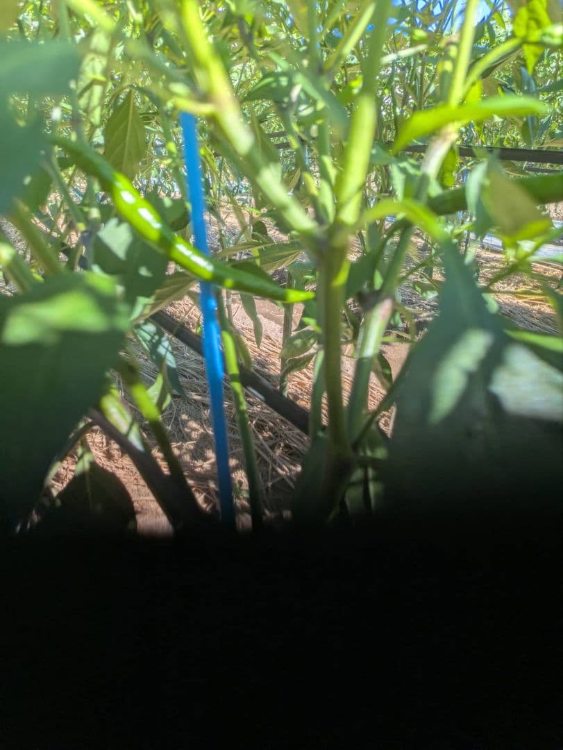 注文後収穫！超新鮮激辛青唐辛子　10キロ