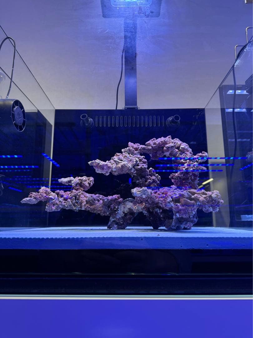 人工ライブロック　ライブロックオーダー品