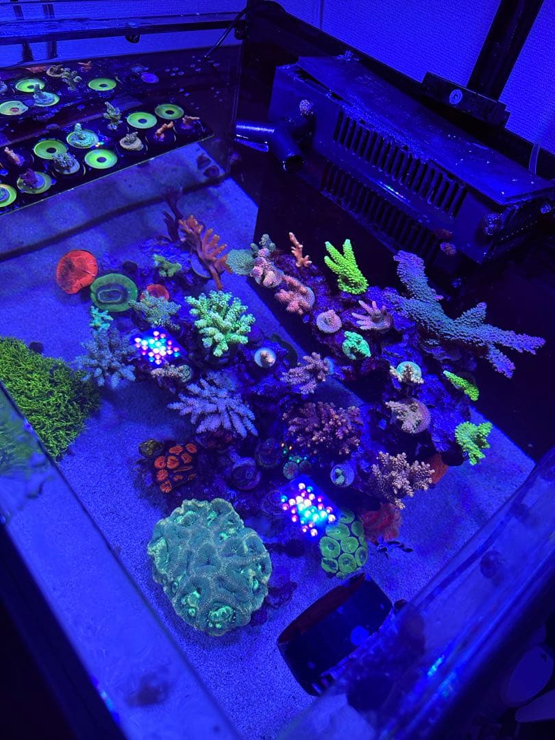 人工ライブロック　ライブロックオーダー品