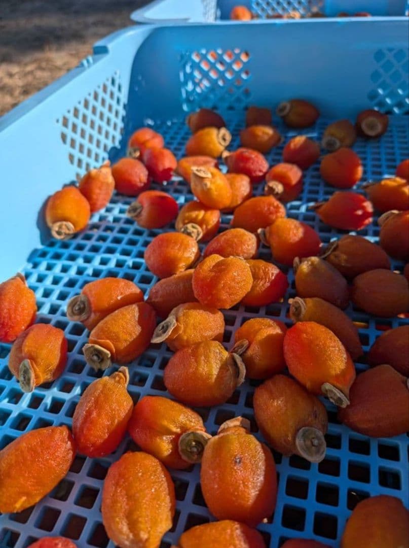 ㉕ 大小さまざま 市田柿 ３kg サイズいろいろ 長野県産 農家直送 干し柿