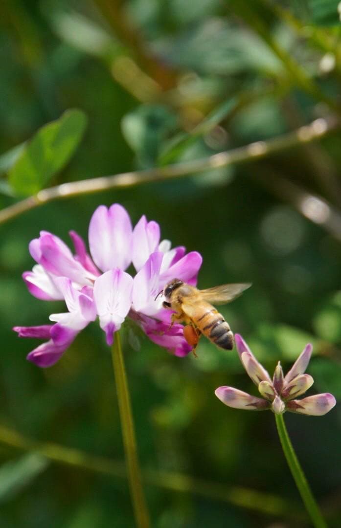 はちみつ　日本蜜蜂のハチミツ　奥山の奥と花粉入り蜂蜜