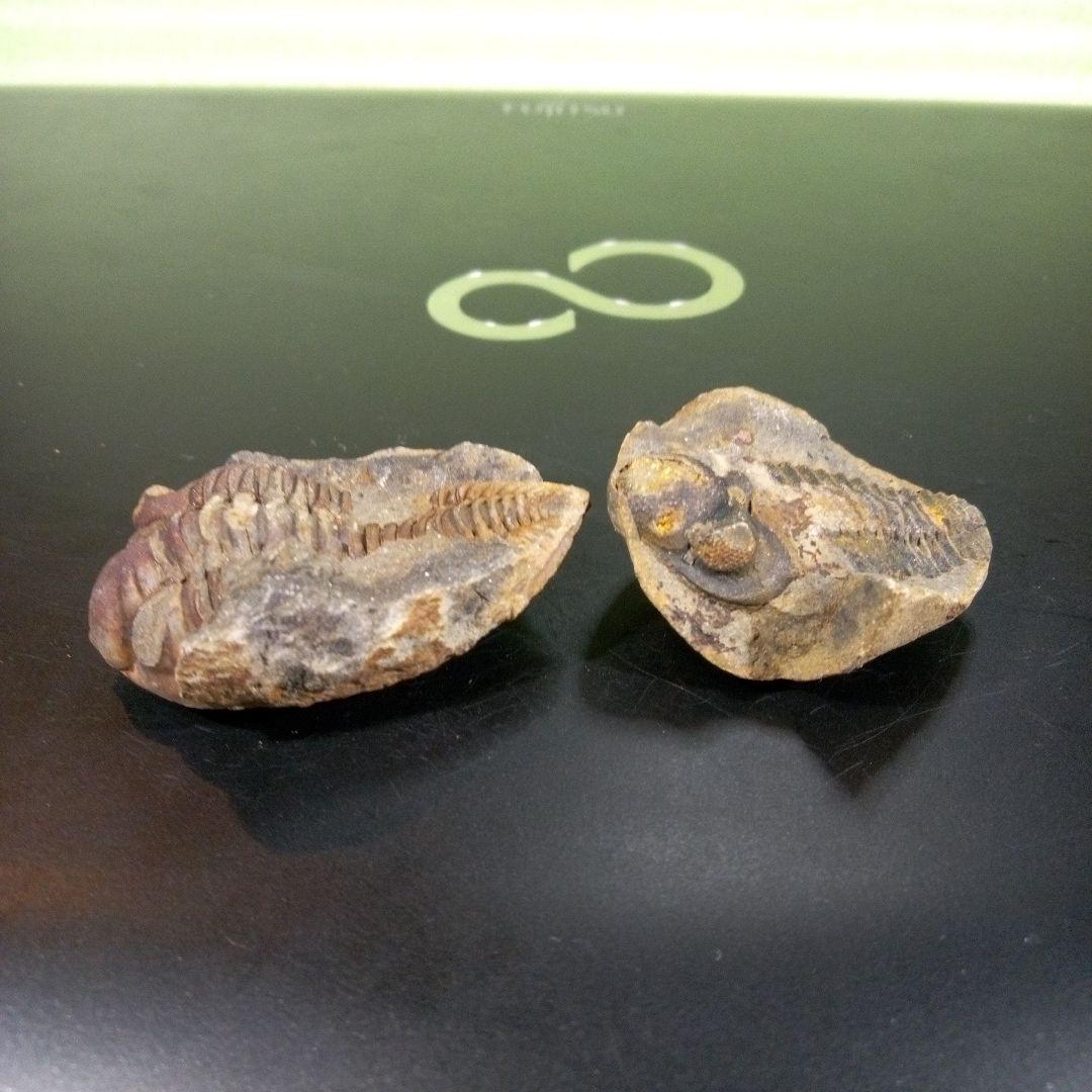三葉虫　化石　fossil　ボリビア産　レア　Fossil識別⑩　２個セット