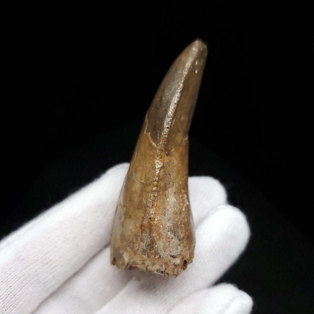 貴重 ラザナンドロンゴベ 歯 化石 マダガスカル産 56.72mm fr107