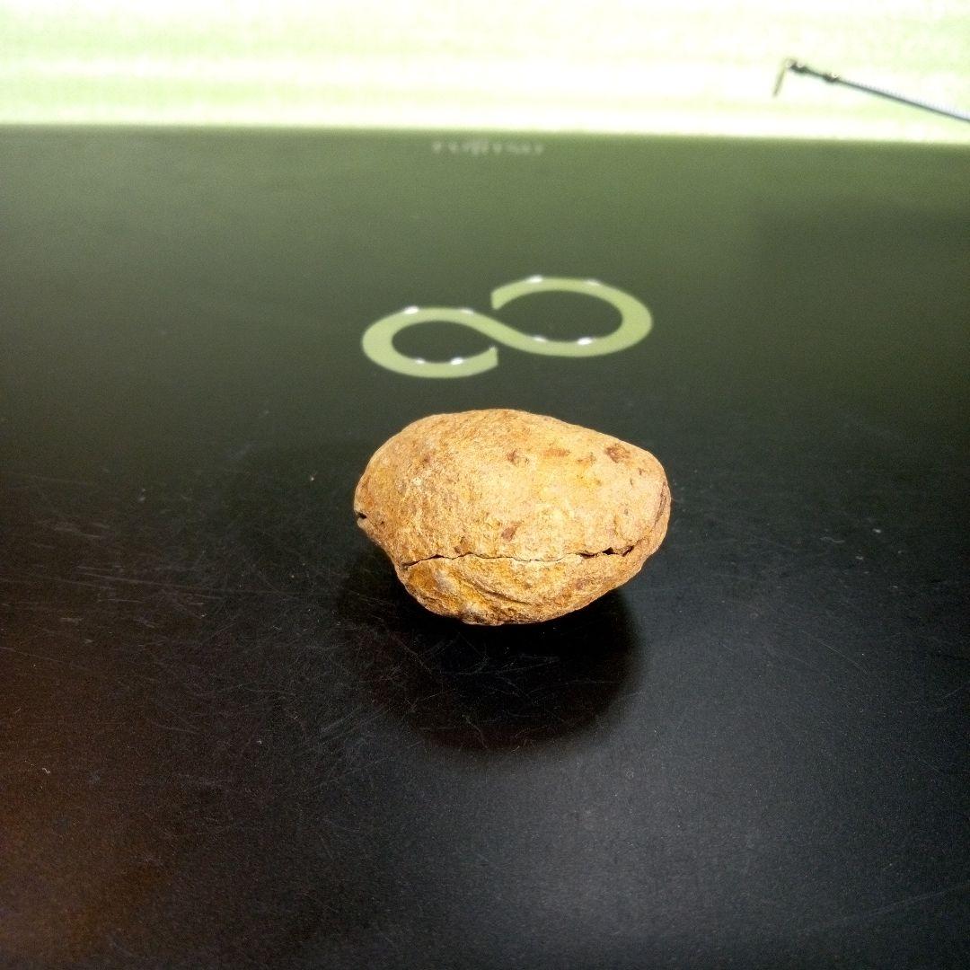 三葉虫　化石　fossil　ボリビア産　trilobite　ノジュール管理⑧