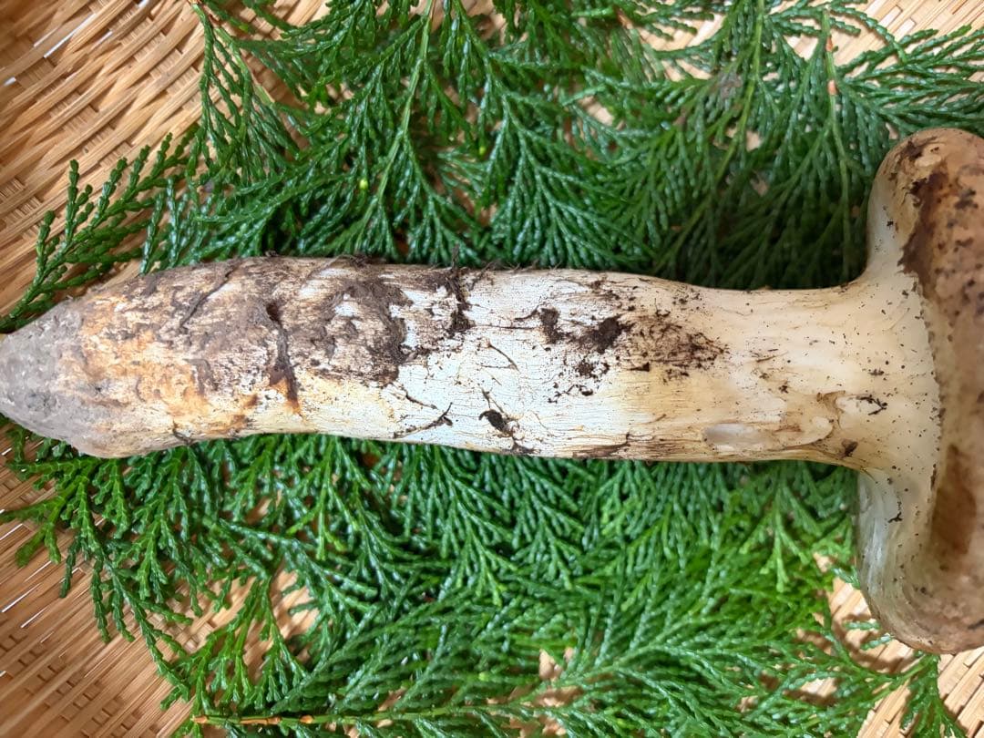 【極上】　国産松茸　　240g 徳島県産