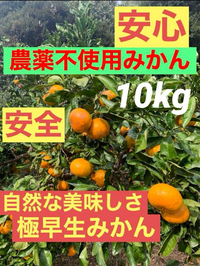M39.40.専用品　農薬不使用　浜名湖ミカン　極早生10kg 早生10kg