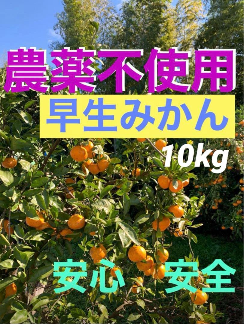 M39.40.専用品　農薬不使用　浜名湖ミカン　極早生10kg 早生10kg
