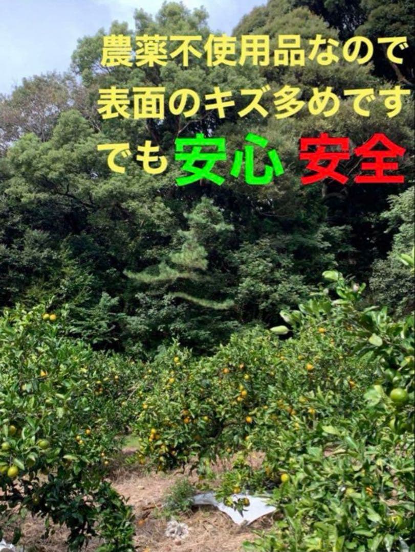 M39.40.専用品　農薬不使用　浜名湖ミカン　極早生10kg 早生10kg