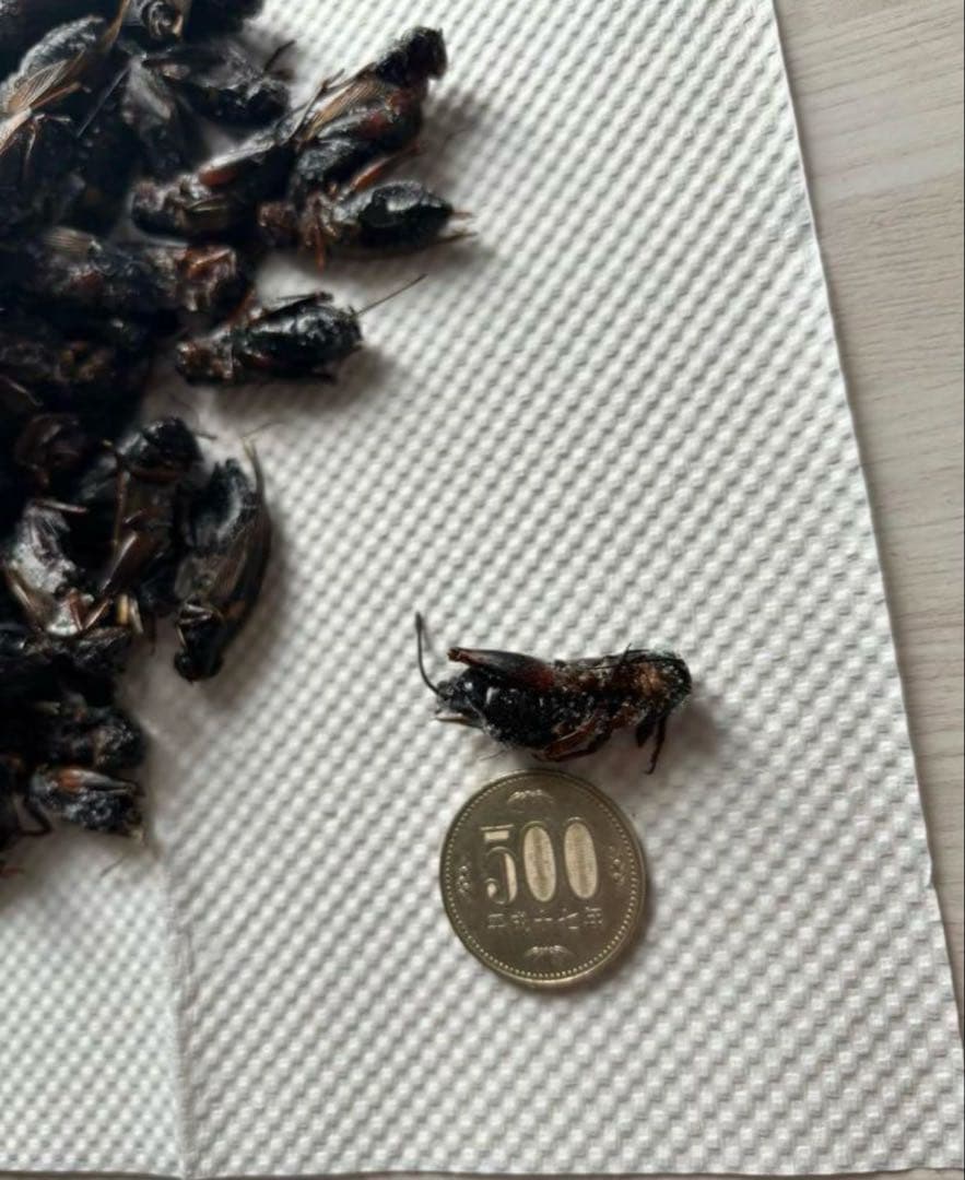 大特価⭐︎国産養殖　乾燥フタホシコオロギ　5kg