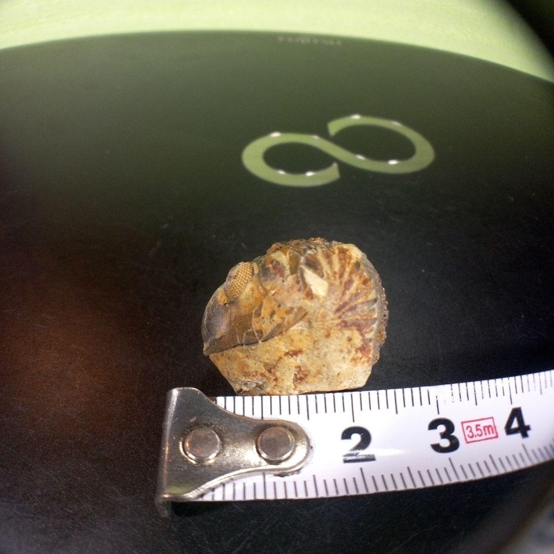 三葉虫　化石　fossil　海　ボリビア産　trilobite　海生動物判別④