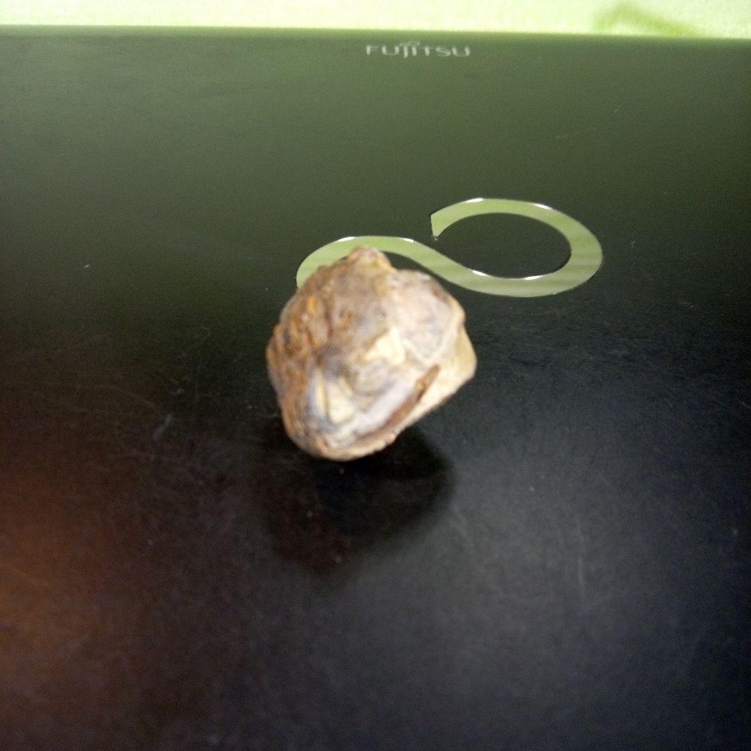 三葉虫　化石　fossil　海　ボリビア産　trilobite　海生動物判別④