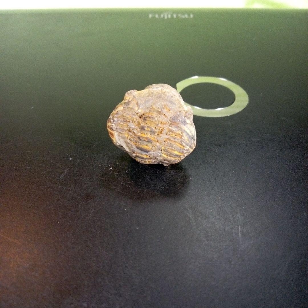 三葉虫　化石　fossil　海　ボリビア産　trilobite　海生動物判別④